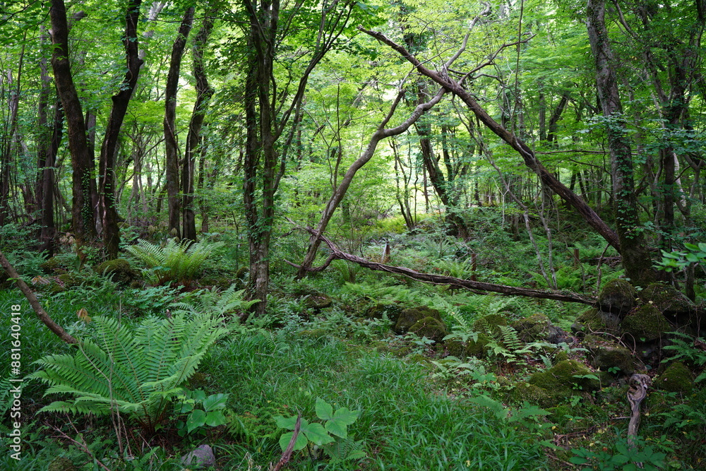 fresh ferns in primeval forest fresh ferns in primeval forest