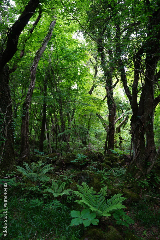 fresh ferns in primeval forest fresh ferns in primeval forest