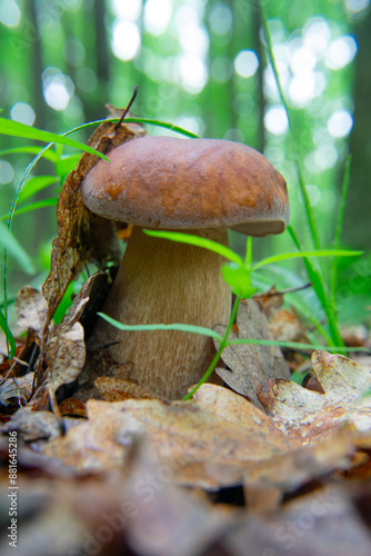 Boletus reticulatus, Boletus aestivalis, summer cep photo