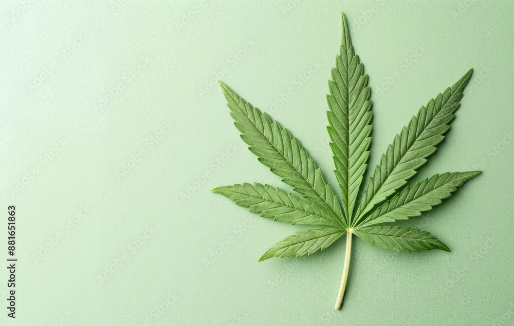 Single cannabis leaf on a light green background. The minimalist design emphasizes the natural and medicinal qualities of the plant. Single cannabis leaf on a light green background. The minimalist design emphasizes the natural and medicinal qualities of the plant.