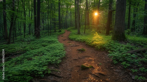 Summer forest trail, sunlight filtering through trees, vibrant green leaves, warm and inviting