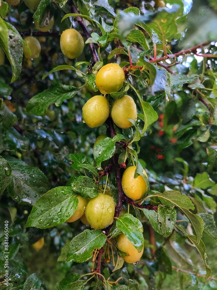Cherry plum on a branch with drops of water after rain Cherry plum on a branch with drops of water after rain