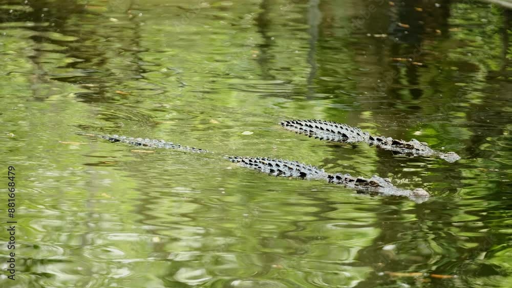 Crocodile in the river and the body of the crocodile is partially submerged. The crocodile poked its head into the river. Concepts about wildlife and environment
Crocodile in the river and the body of the crocodile is partially submerged. The crocodile poked its head into the river. Concepts about wildlife and environment