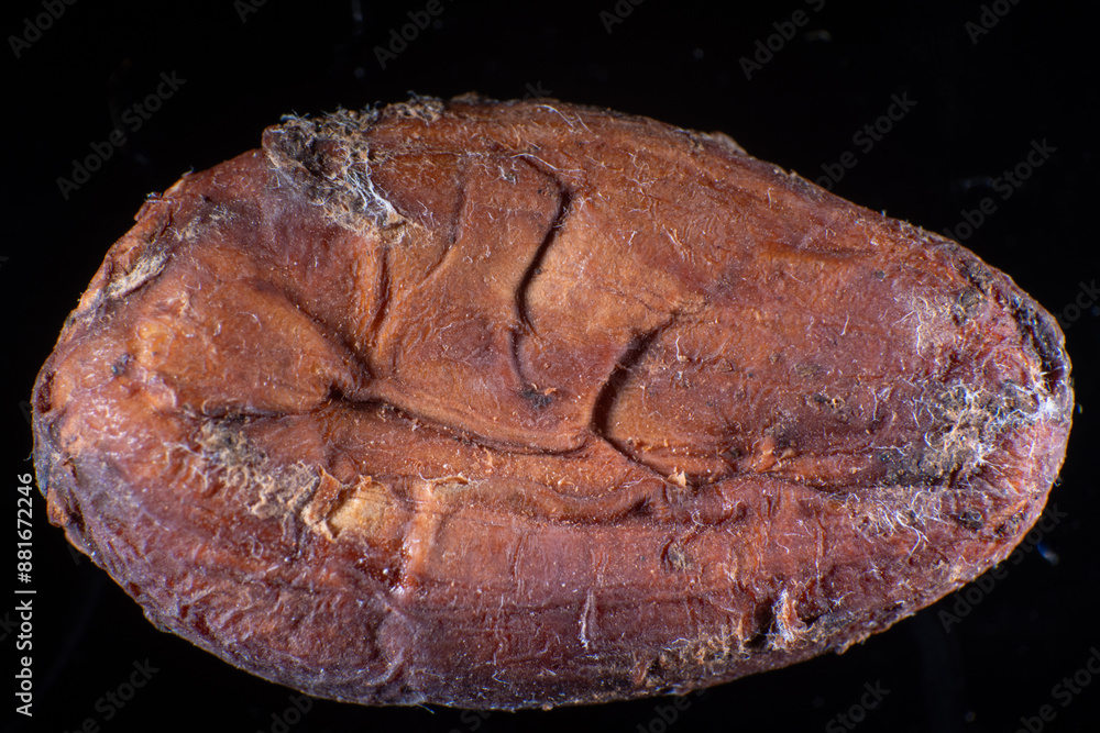 Close−up of cacao bean (Theobroma cacao)