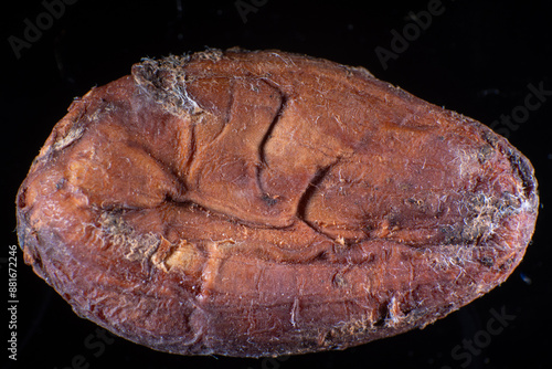 Obraz na płótnie Close−up of cacao bean (Theobroma cacao) w salonie