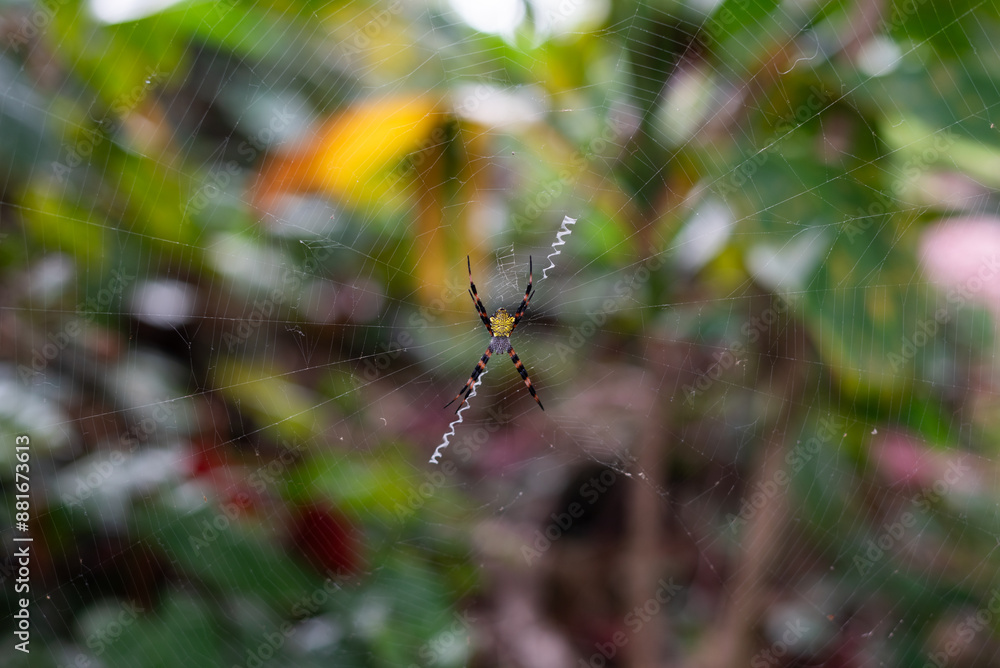 Colourful Hawaiian garden spider rests on web waiting for prey. Colourful Hawaiian garden spider rests on web waiting for prey.