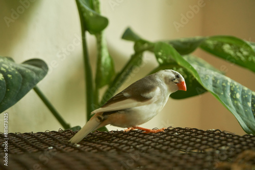 bird sitting on a cage photo