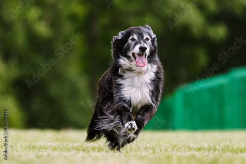 Принти на полотні Mixed Breed Border Collie Mutt Running in Lure Coursing Dog Sport