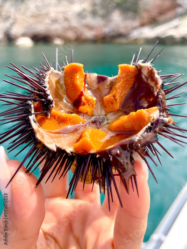 Fresh Sea Urchin with Orange Roe Held by Hand Against Coastal Background – Marine Delicacy and Mediterranean Seafood