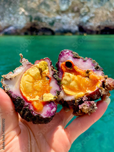 Microcosmus Sabatieri (Fouska) – Vibrant Mediterranean Sea Creature Held by Hand with Coastal Background photo