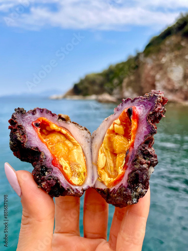 Microcosmus Sabatieri (Fouska) – Vibrant Mediterranean Sea Creature Held by Hand with Coastal Background