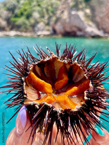 Fresh Sea Urchin with Orange Roe Held by Hand Against Coastal Background – Marine Delicacy and Mediterranean Seafood