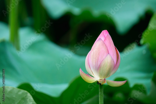 These are lotus flowers from a certain place in Kyoto, Japan.