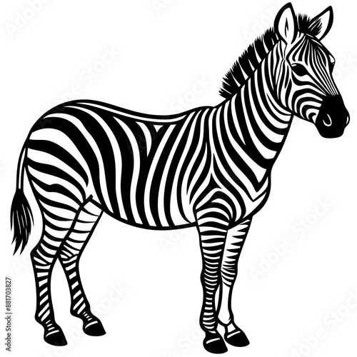 zebra vector illustration