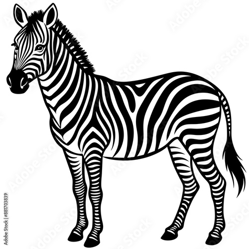 zebra vector illustration