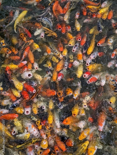 Japanese koi fish waiting for feeding