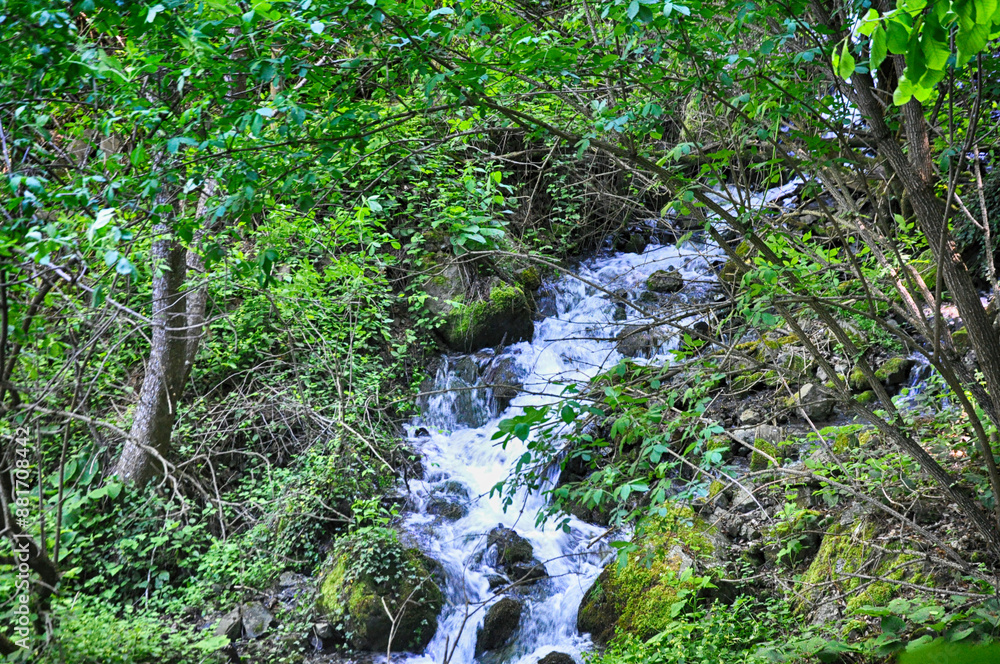 Water stream flowing into the forest in Yedi Goller (Seven Lakes) National Park, Bolu, Turkey Water stream flowing into the forest in Yedi Goller (Seven Lakes) National Park, Bolu, Turkey