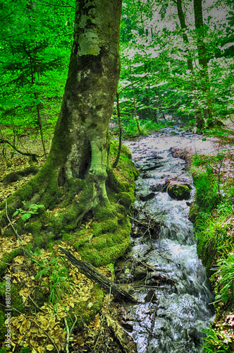 Water stream flowing into the forest in Yedi Goller (Seven Lakes) National Park, Bolu, Turkey photo