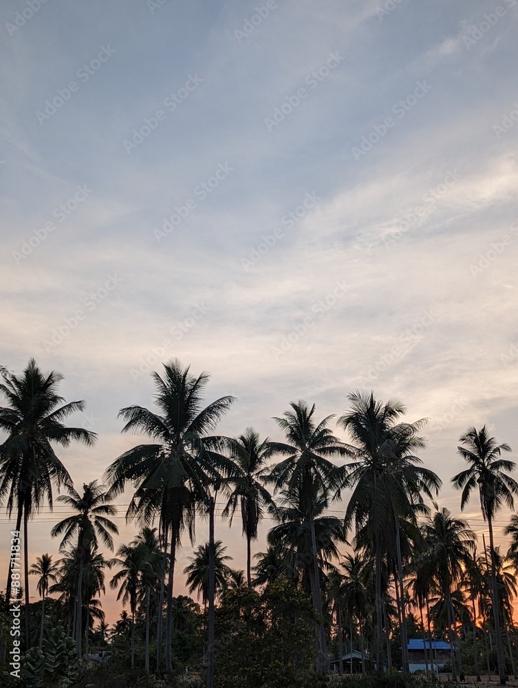 Sunset with Coconut trees in Phuket, thailand Sunset with Coconut trees in Phuket, thailand