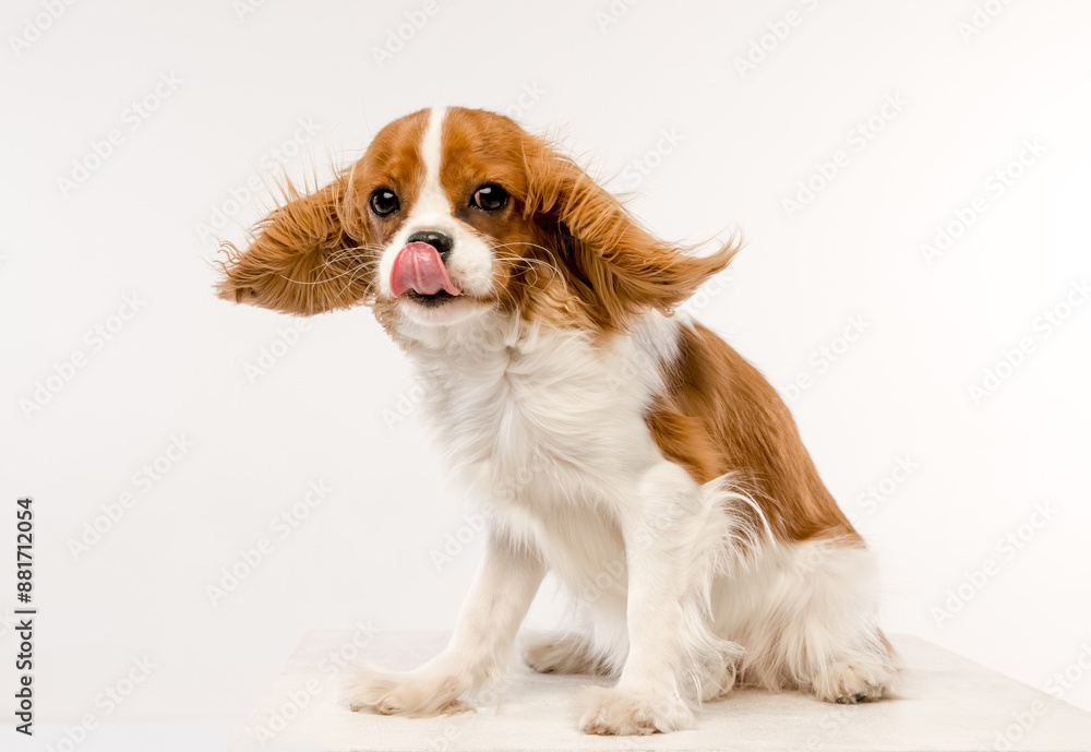 Cavalier King Charles Spaniel on white background Cavalier King Charles Spaniel on white background