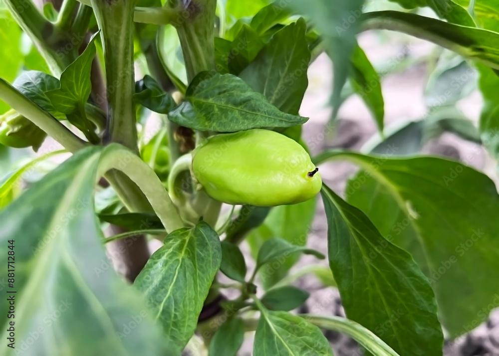 small green pepper growing on a pepper bush in the vegetable garden small green pepper growing on a pepper bush in the vegetable garden