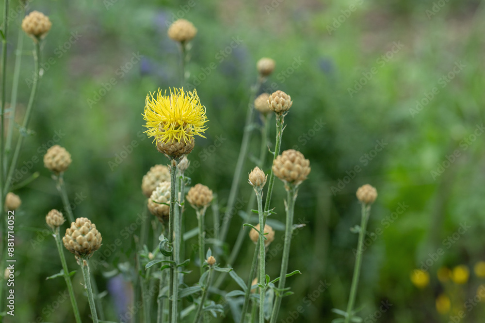 Blossom and buds of yellow knapweed (Centaurea orientalis). Blossom and buds of yellow knapweed (Centaurea orientalis).