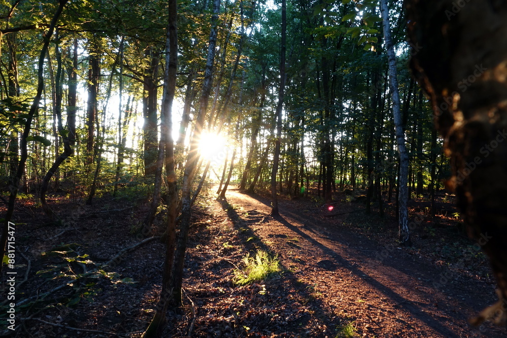 Obraz premium Wald im Gegenlicht