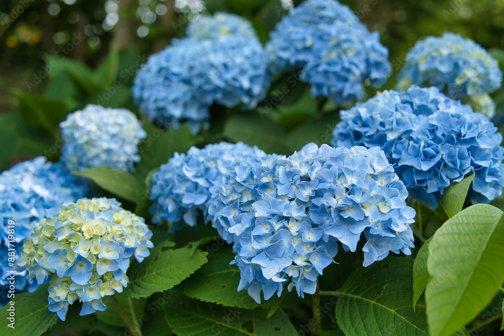 ラベンダー, 花, 梅雨, 植物, 自然, 花びら, 満開, 青, 青色, 夏, 屋外 ラベンダー, 花, 梅雨, 植物, 自然, 花びら, 満開, 青, 青色, 夏, 屋外