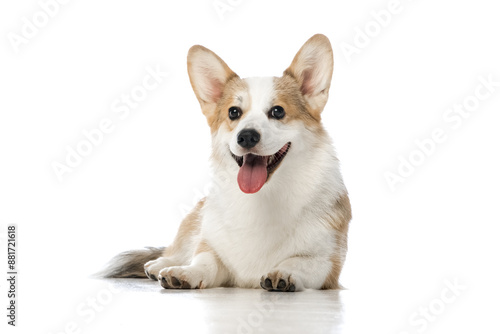 Welsh Corgi Pembroke on a white background