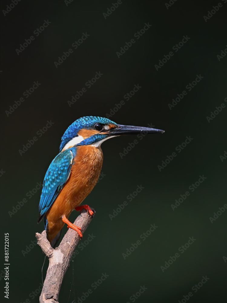 Fototapeta premium Common Kingfisher a beautiful and active bird, one of the most colorful birds. 