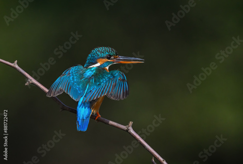 Common Kingfisher a beautiful and active bird, one of the most colorful birds. 