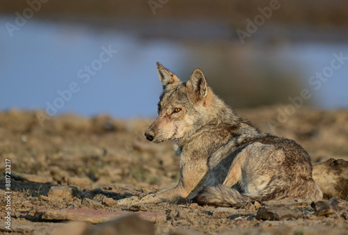 Indian Wolf is a subspecies of gray wolf that ranges from Southwest Asia to the Indian subcontinent and  is one of the most endangered specie.