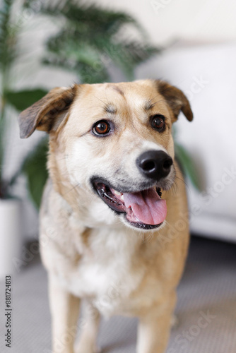 dog portrait in the home interrion