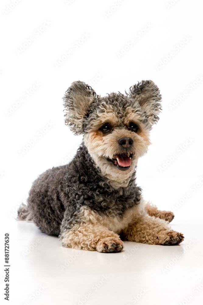 funny dog on a white background funny dog on a white background