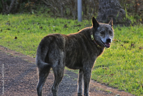 Dog in the forest photo