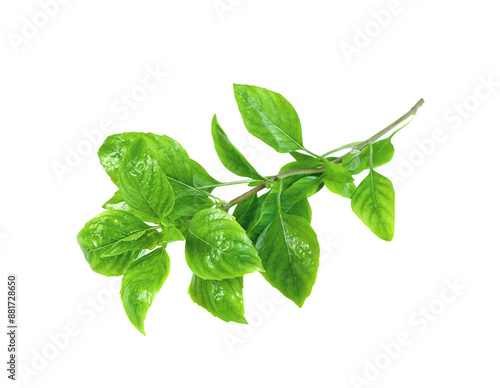 leaf  fresh basil isolated photo