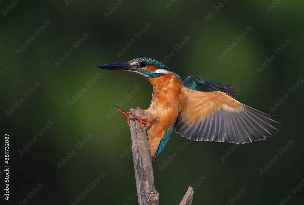 Fototapeta premium Common Kingfisher a beautiful and active bird, one of the most colorful birds. 