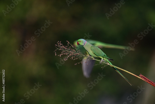 Rose-ringed Parakeet - A beautiful bird from parakeet family, found throughout Indian sub continent. photo