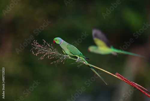 Rose-ringed Parakeet - A beautiful bird from parakeet family, found throughout Indian sub continent. photo