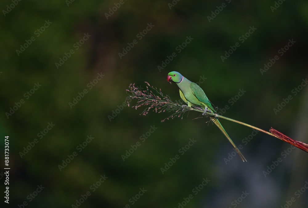 Fototapeta premium Rose-ringed Parakeet - A beautiful bird from parakeet family, found throughout Indian sub continent.