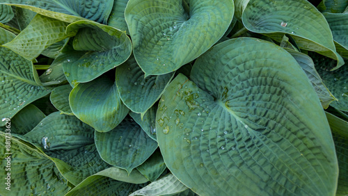 Fotografie a close-up view of a cluster of green leaves with a prominent veiny texture