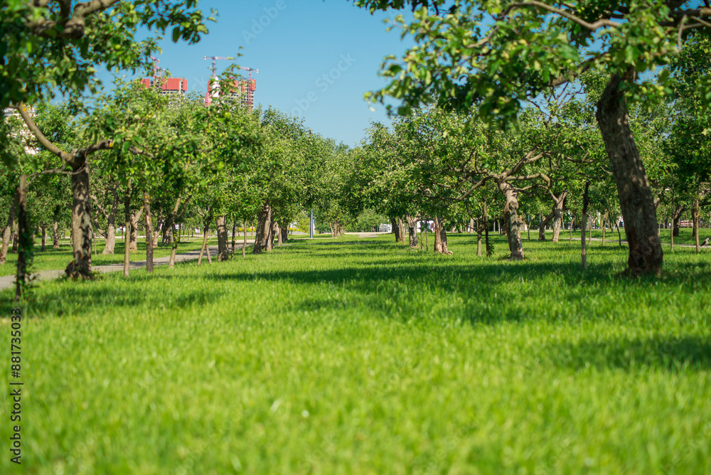 A large field of green grass with trees in the background. The scene is peaceful and serene, with a sense of calm and tranquility A large field of green grass with trees in the background. The scene is peaceful and serene, with a sense of calm and tranquility