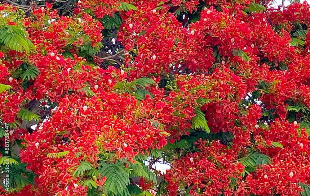 Red Flamboyant tree flowers also known as Royal Poinciana,Delonix regia,Flame tree, Phoenix flower as a nature background. Red Flamboyant tree flowers also known as Royal Poinciana,Delonix regia,Flame tree, Phoenix flower as a nature background.