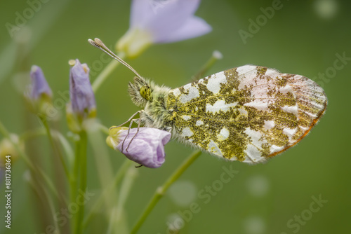 orange tip
Aurorafalter (Anthocharis cardamines) (Männchen) photo