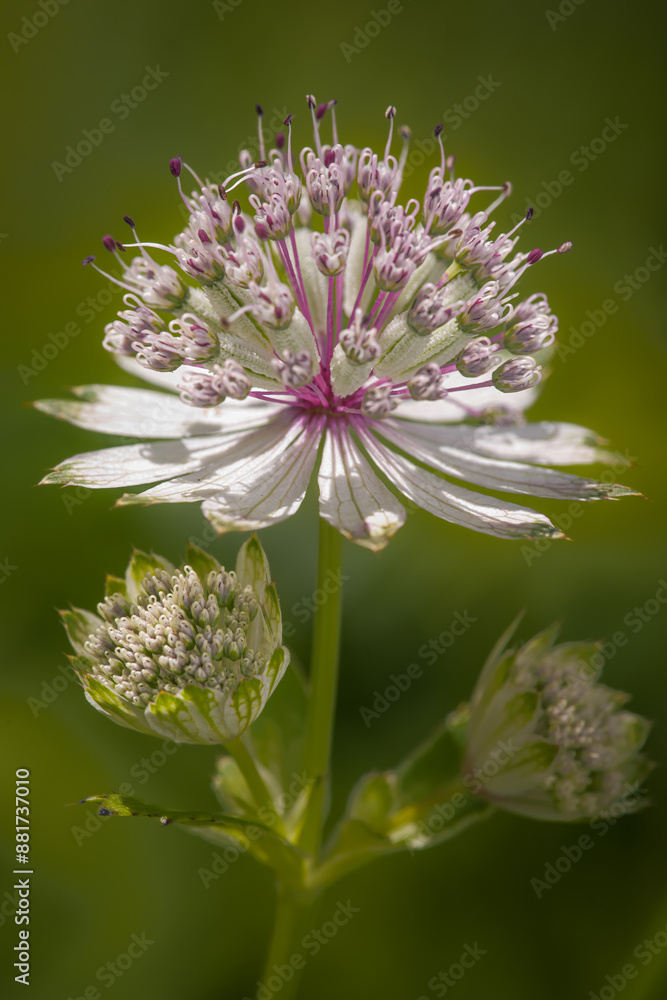 great masterwor
Große Sterndolde (Astrantia major) great masterwor
Große Sterndolde (Astrantia major)