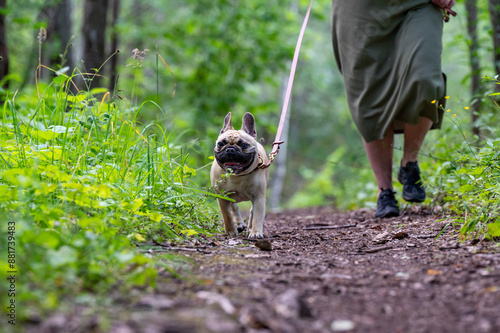 French bulldog out for a walk in leather leash