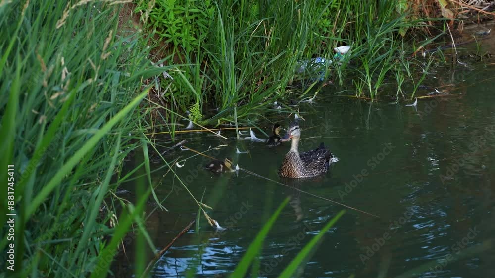 Baby ducks swimming with mother duck Baby ducks swimming with mother duck