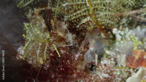 Female Skeleton Shrimp (Caprellidae) brooding juveniles as they hang onto her.  She attacks another caprellid  . Anilao, Philippines  3 of 6  60fps photo