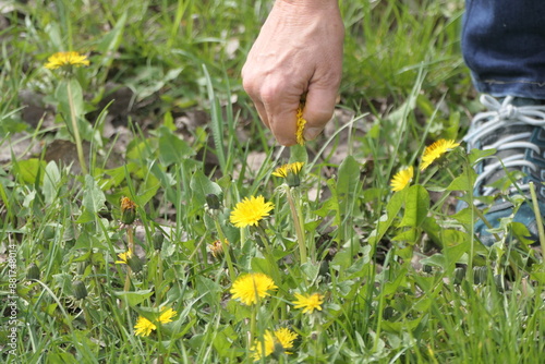 Ausreissen von Loewenzahn photo