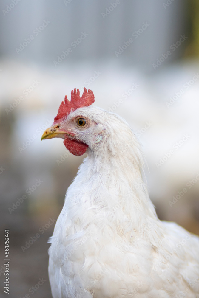 Fototapeta premium White chickens in a fence blurred background